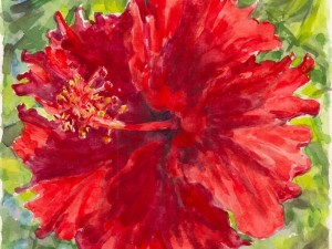 Hibiscus Rouge FrouFrou